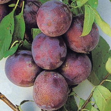 SUSEGIO Frutto Interspecifico - 9FI18-