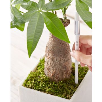 SUSTEE Indicatore di irrigazione per piante in vaso - C-0023-GR1