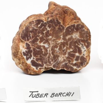 PIANTA MICORRIZATA CON TARTUFO BIANCHETTO ( Tuber borchii) - 9TA06-