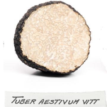 PIANTA MICORRIZATA CON TARTUFO SCORZONE ESTIVO ( Tuber aestivum) - 9TA03-