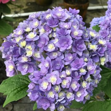 ORTENSIA (Hydrangea) TOGETHER BLEU® - 8L400-