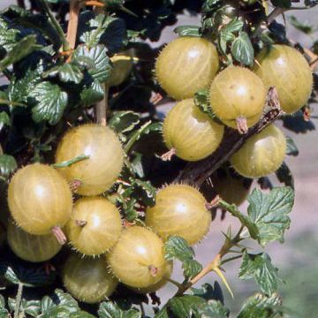 UVA SPINA HINNONMAKI GIALLA - 9FR71-
