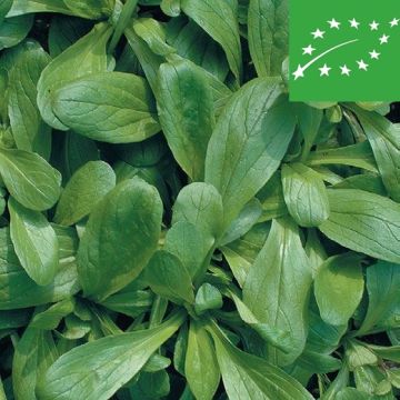 VALERIANA D'OLANDA A SEME GROSSO BIO - 1358/B