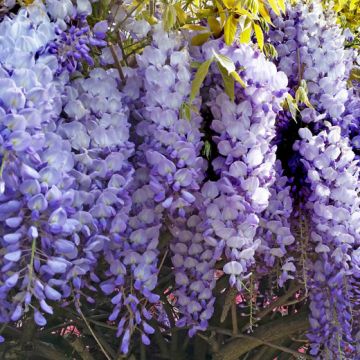 GLICINE (Wisteria sinensis). - 8T251-