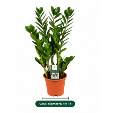 ZAMIOCULCAS ZAMIIFOLIA - 9PA003-