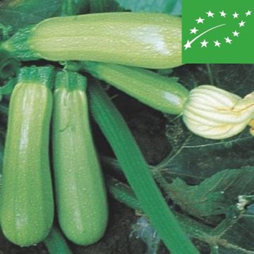 ZUCCHINO GENOVESE BIO - 1556/B