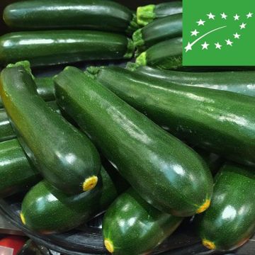 ZUCCHINO NANO VERDE DI MILANO (MIGLIORATO D' INGEGNOLI) BIO - 1373/B