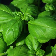 SUPERB BASIL - 1010