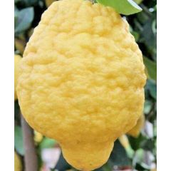 CEDRO GIGANTE CITRUS MEDICA "MAXIMA" - 9Ag09-