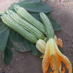 ZUCCHINO HYBRID F1 TEVERE - 1759