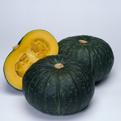 ZUCCA HYBRID F1 DELICA - 1731