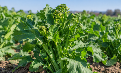 È il momento di seminare le cime di rapa!