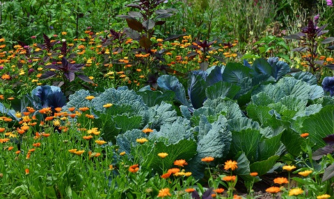 Fiori nell'orto - alleati naturali