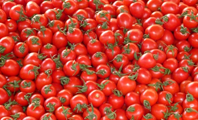 Quando seminare i pomodori