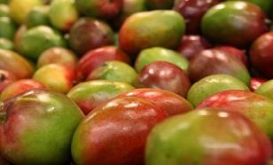 Avocado, Papaya e Mango: l'Italia diventa sempre più tropicale