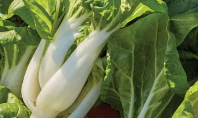 Pak Choi: proprietà , curiosità e consigli per coltivarlo nell’orto