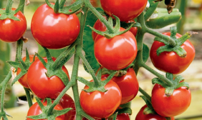 Redmoon il pomodoro senza buccia