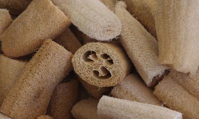 Luffa o Loofah la spugna vegetale