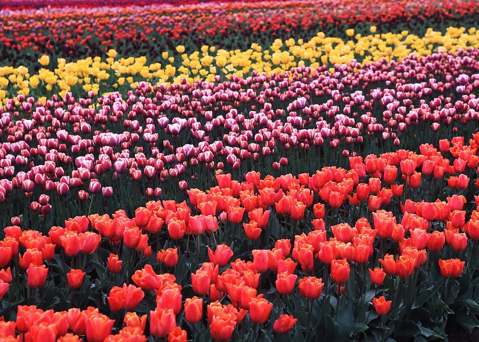 CAMPO DI TULIPANI