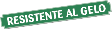 Resistente al gelo